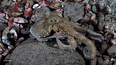 Centro de buceo autorizado por el Gobierno canario